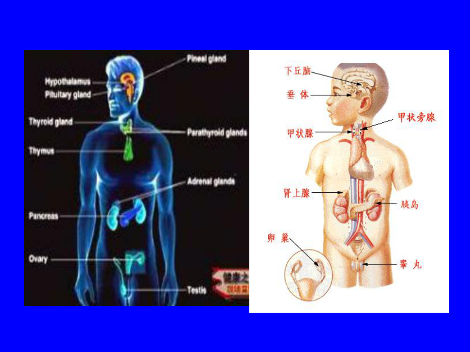 最新甲状腺疾病甲亢课件.ppt_第2页