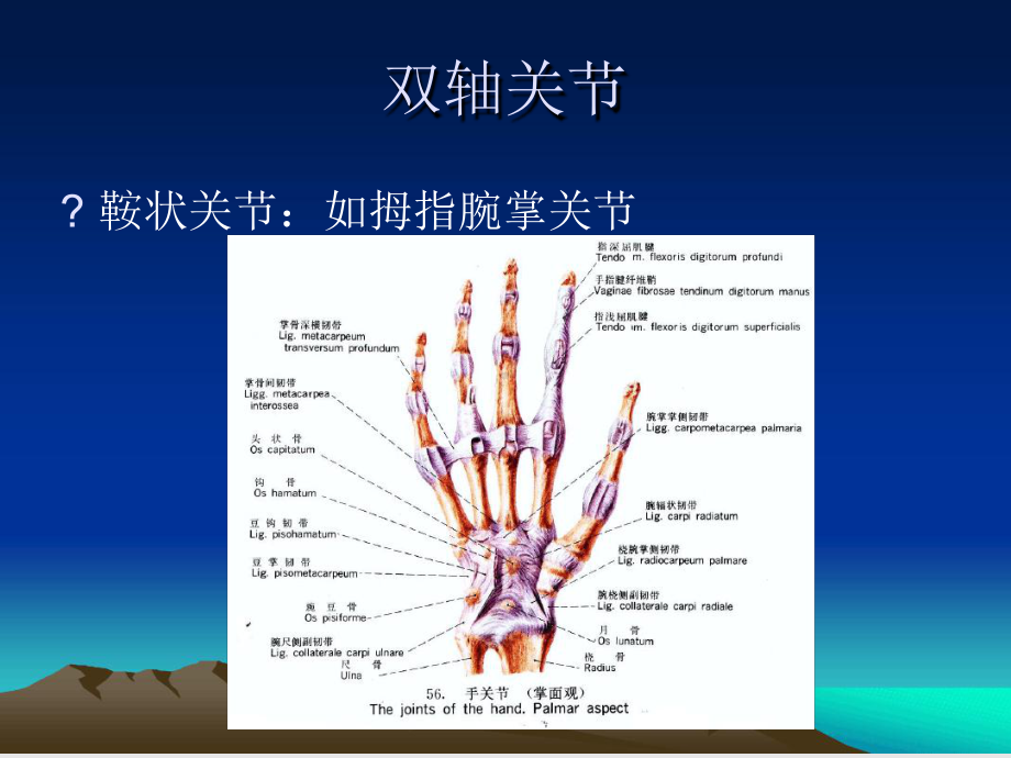 康复运动学基础3课件.ppt_第2页