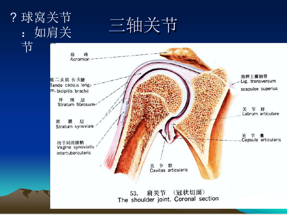 康复运动学基础3课件.ppt_第3页