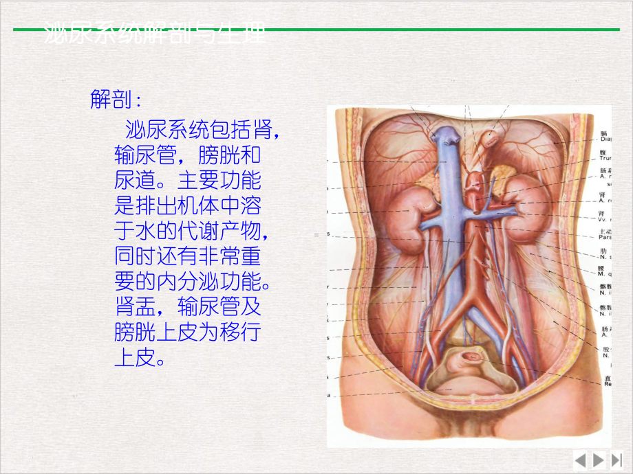 泌尿系结石的诊断及治疗优选课件.pptx_第2页