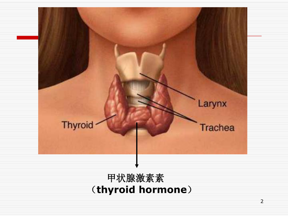 甲状腺素课件.ppt_第2页