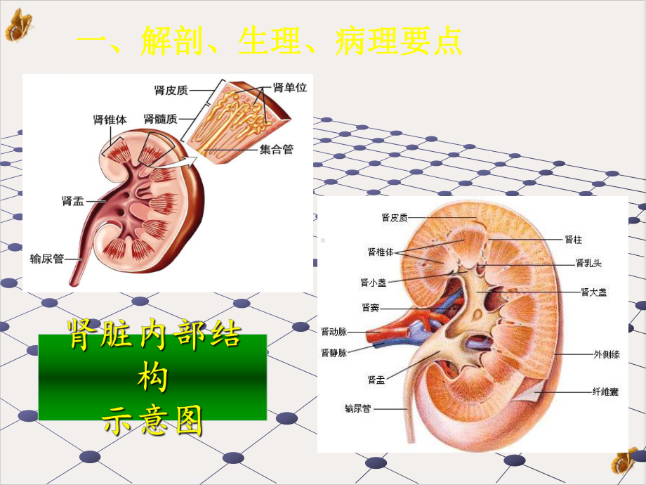 泌尿系统疾病常见症状体征的护理课件整理.pptx_第2页