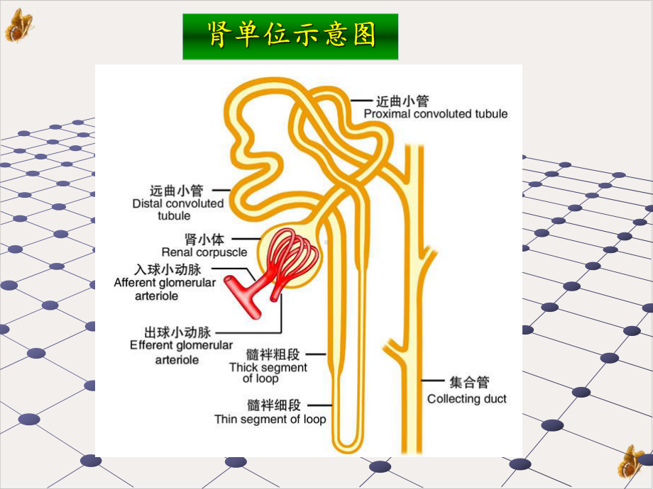 泌尿系统疾病常见症状体征的护理课件整理.pptx_第3页