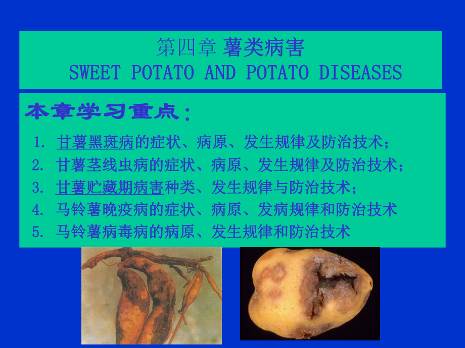 植物病理学薯类病害课件.ppt_第2页