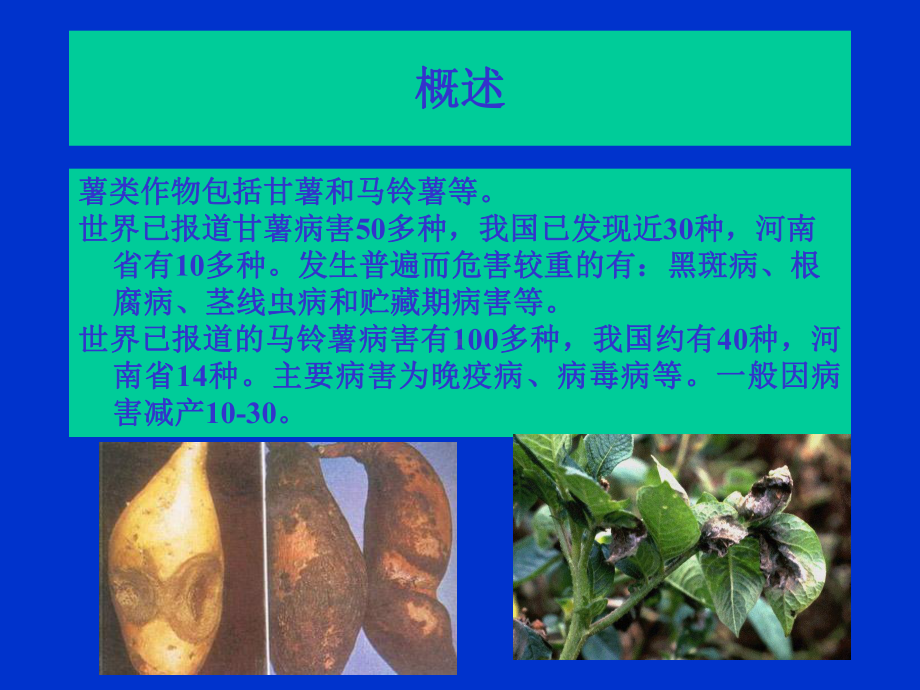 植物病理学薯类病害课件.ppt_第3页