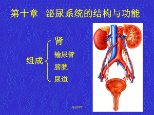 生理学-第十章-泌尿系统课件.ppt