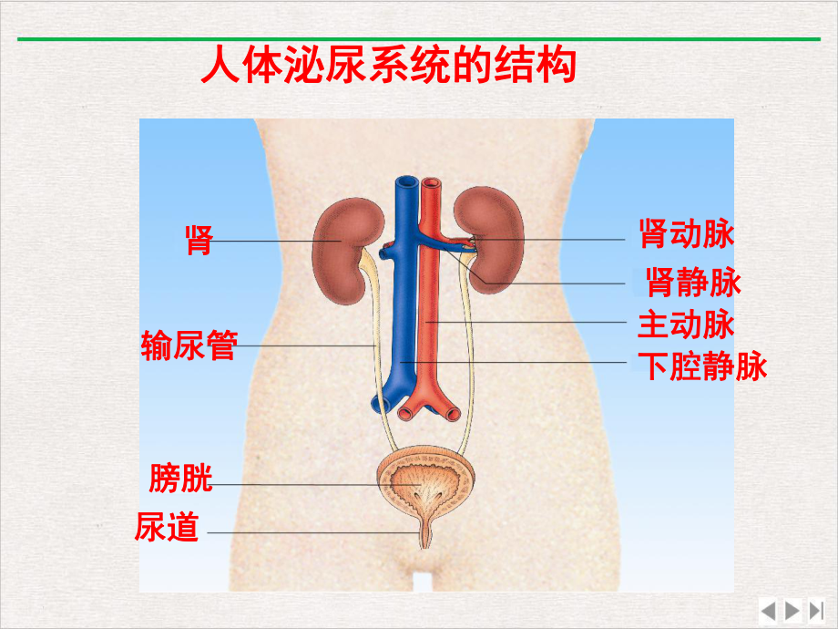 泌尿系统的组成课件整理.ppt_第3页