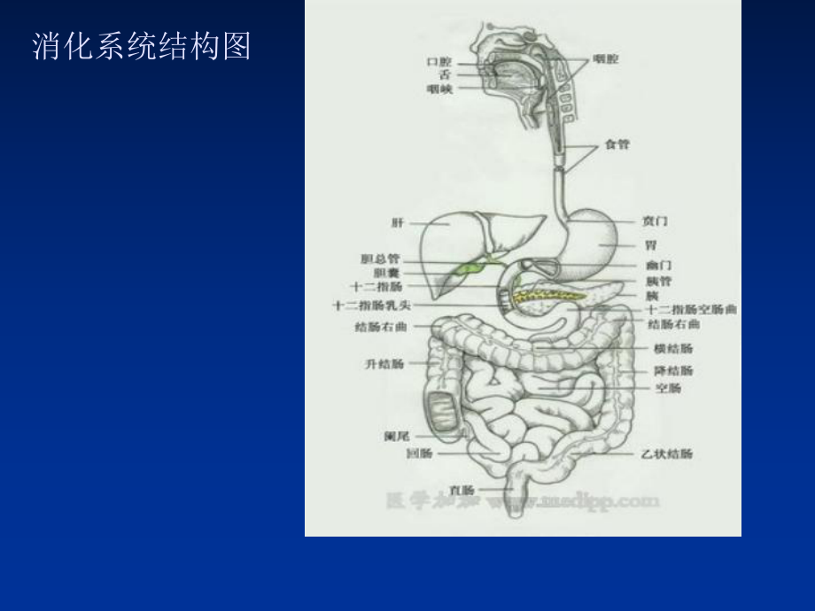 最新小儿消化系统疾病课件.ppt_第2页