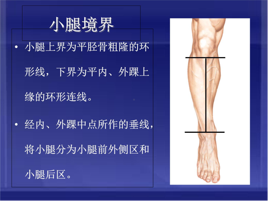 小腿前外侧区解剖及骨延长术课件.ppt_第3页