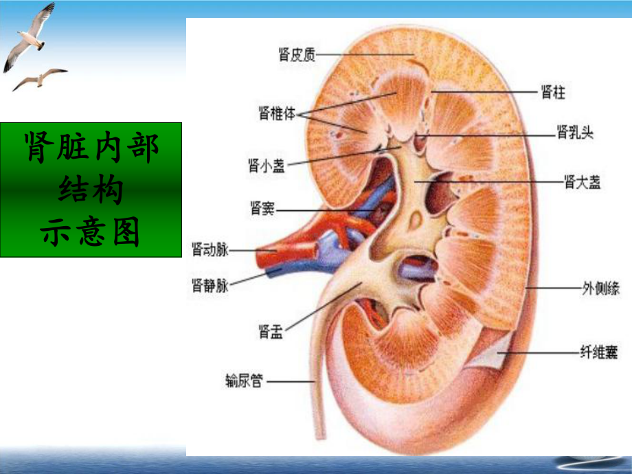 泌尿系统疾病病人护理课件整理.ppt_第3页