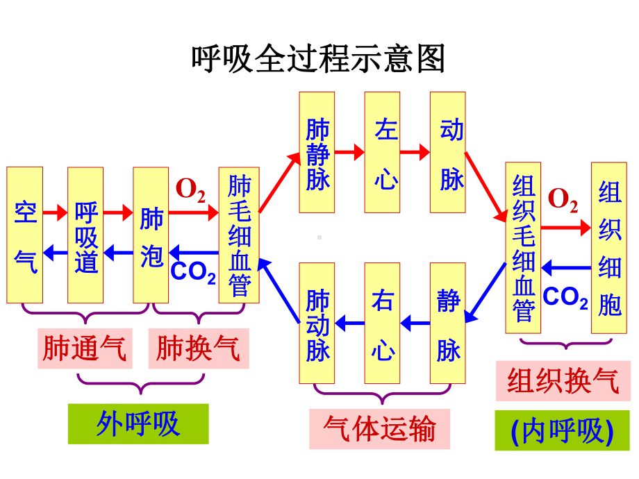 最新生理学课件第5章呼吸系统知识分享.ppt_第2页