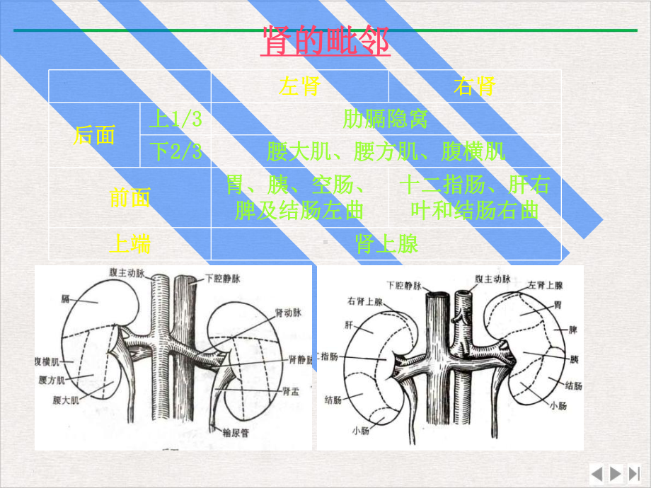 泌尿系统结构与功能新版课件.pptx_第3页