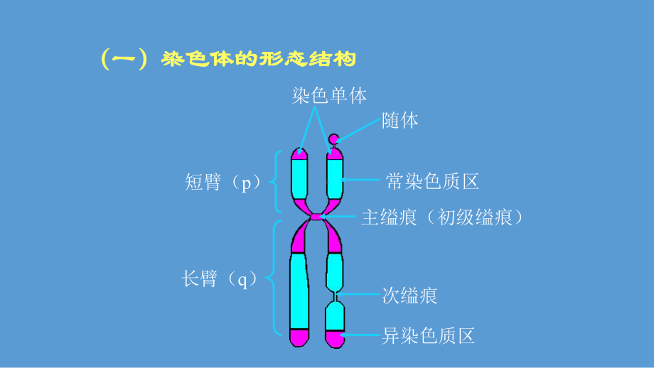 染色体的形态和结构教学提纲课件.ppt_第3页