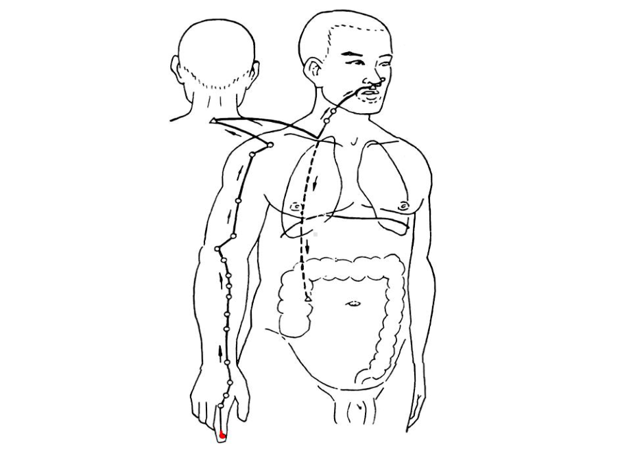 手阳明大肠经(同名1202)课件.ppt_第2页