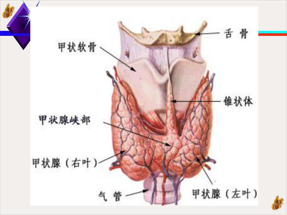 甲状腺教学讲解课件.pptx_第3页