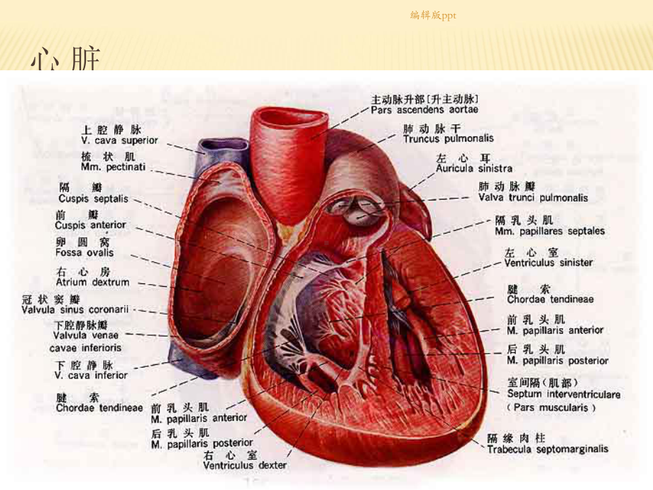 心血管病概论课件.ppt_第3页