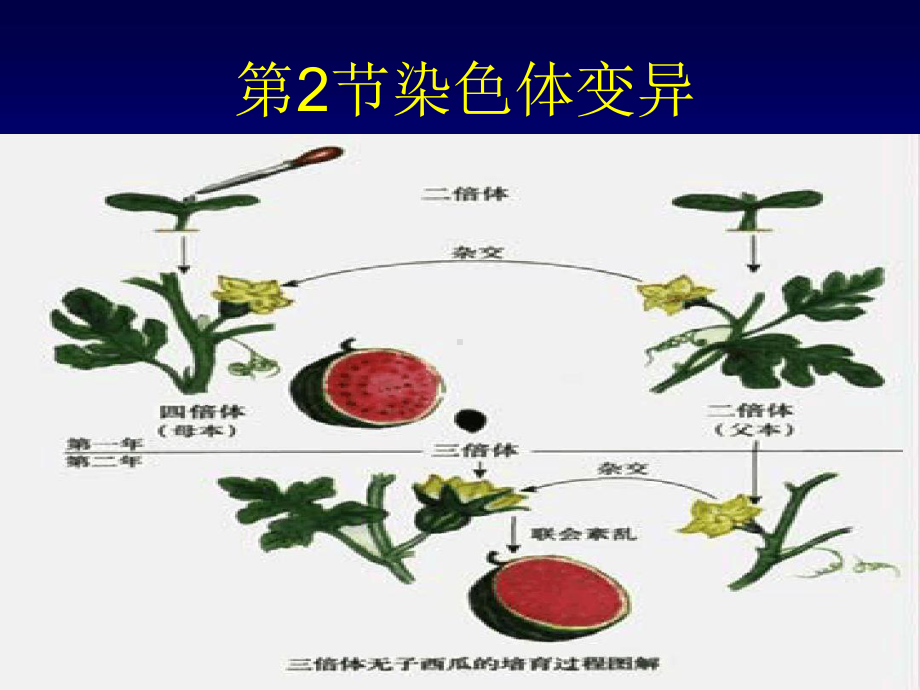 染色体变异解答课件.ppt_第1页