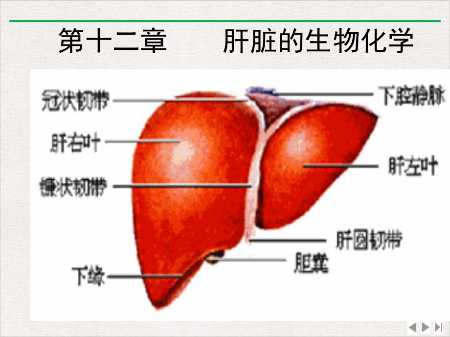 生物化学肝脏生物化学优选课件.ppt_第3页