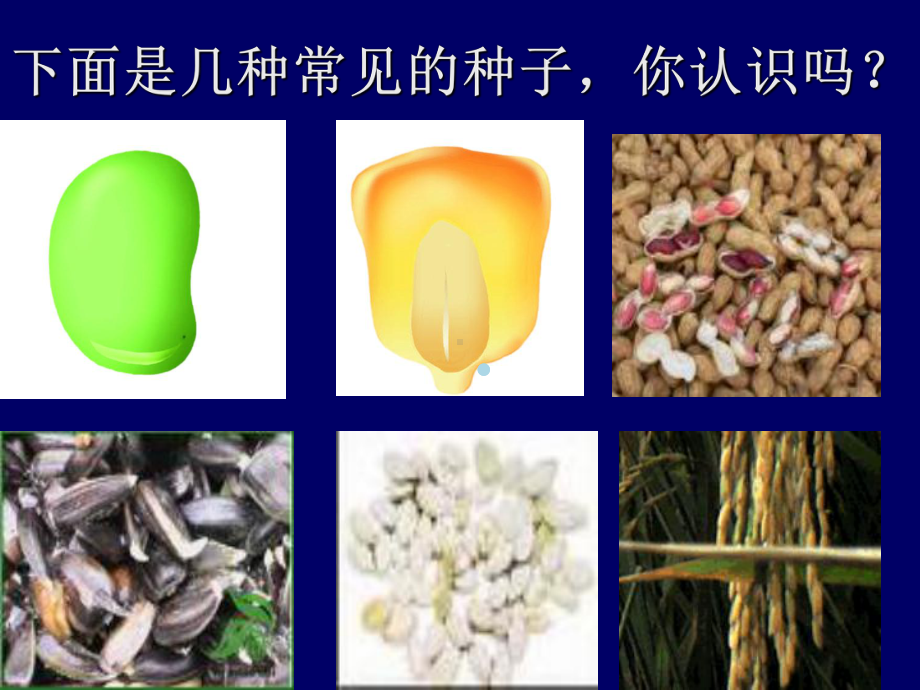 植物生长发育课件.ppt_第2页