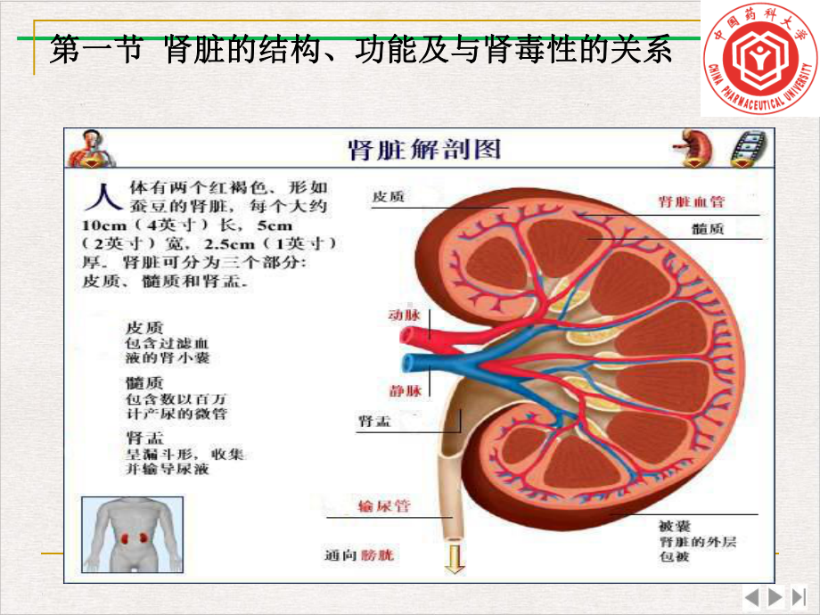 流经肾小球的血浆约有／被滤过新版课件.pptx_第2页