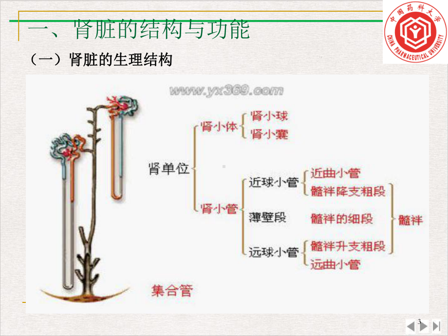 流经肾小球的血浆约有／被滤过新版课件.pptx_第3页