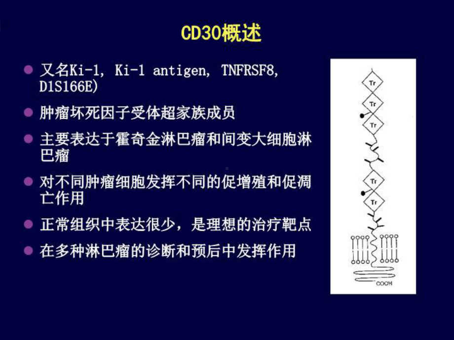 最新CD30淋巴瘤治疗新靶点课件.ppt_第3页