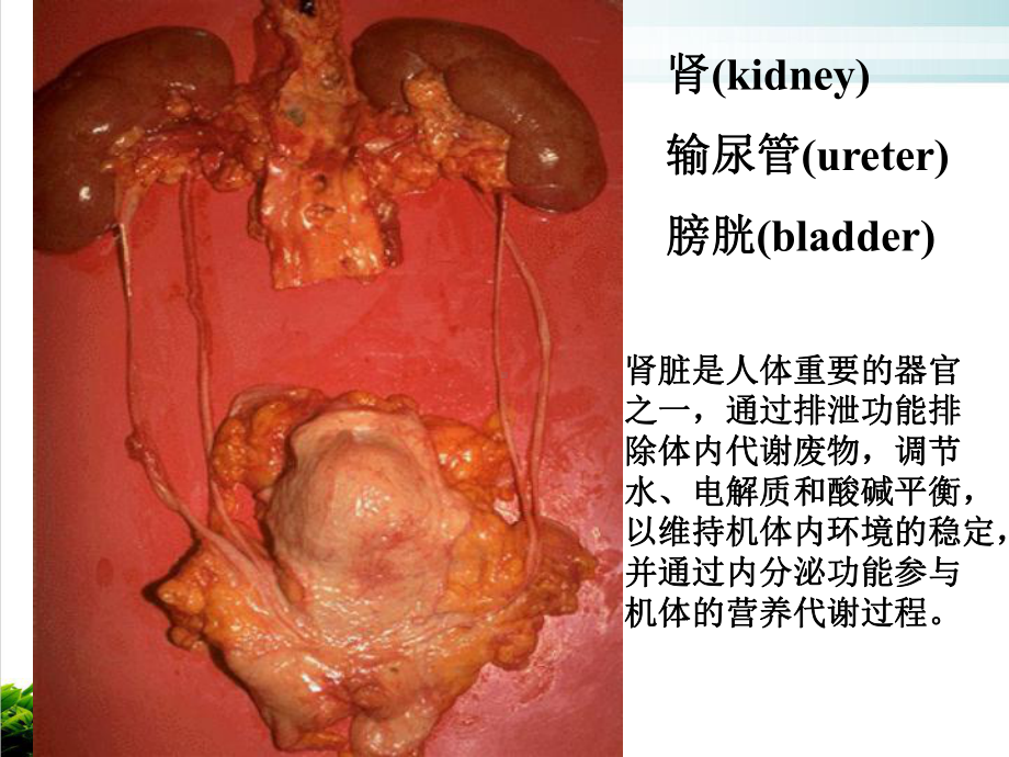 泌尿系统疾病的营养治疗示范课件.ppt_第3页