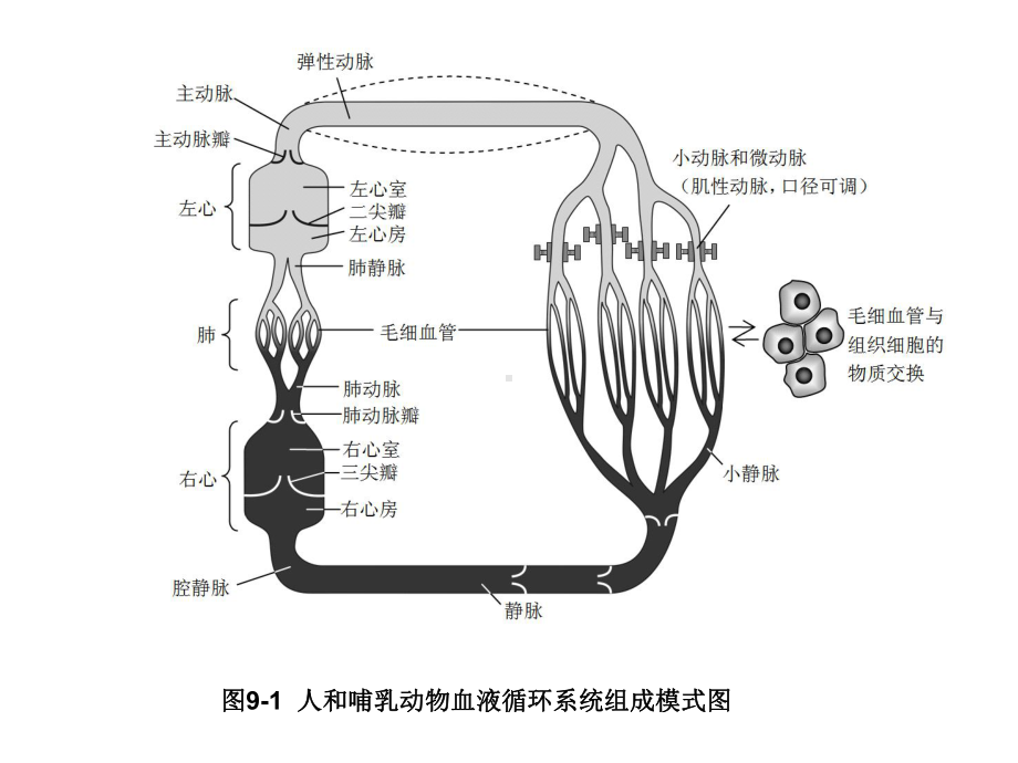 工作心肌细胞的动作电位课件.ppt_第2页