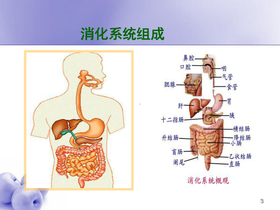 消化系统疾病与临床用药课件.pptx_第3页