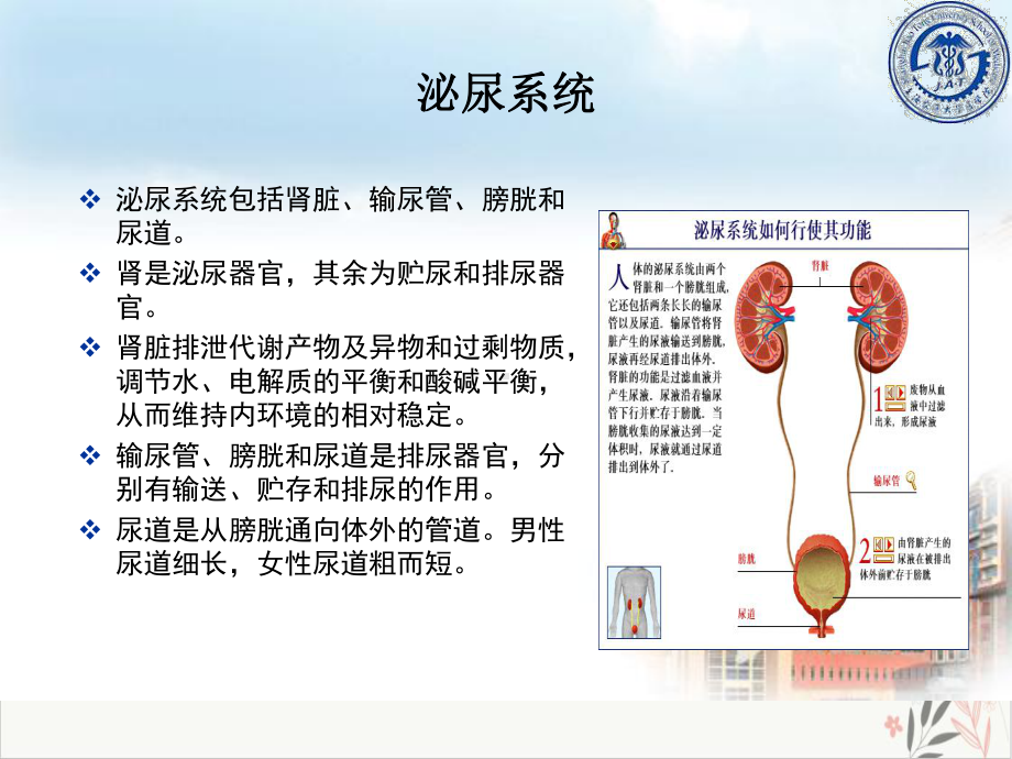 泌尿系统感染的微生物学检验课件.pptx_第1页