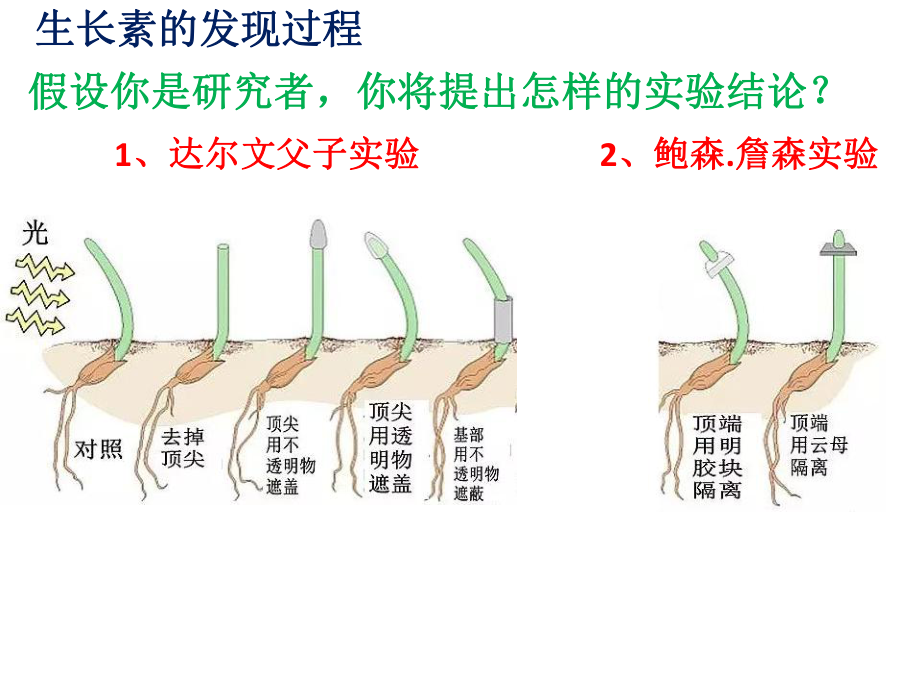 植物激素-课件-人教版高中生物选择性必修一.pptx_第3页