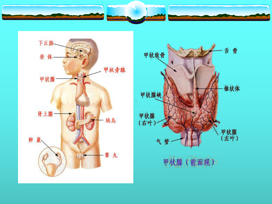 甲状腺功能亢进症课件(同名39).ppt_第3页