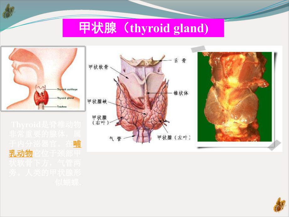 甲状腺癌术后tsh抑制治疗机理学习课件.pptx_第1页