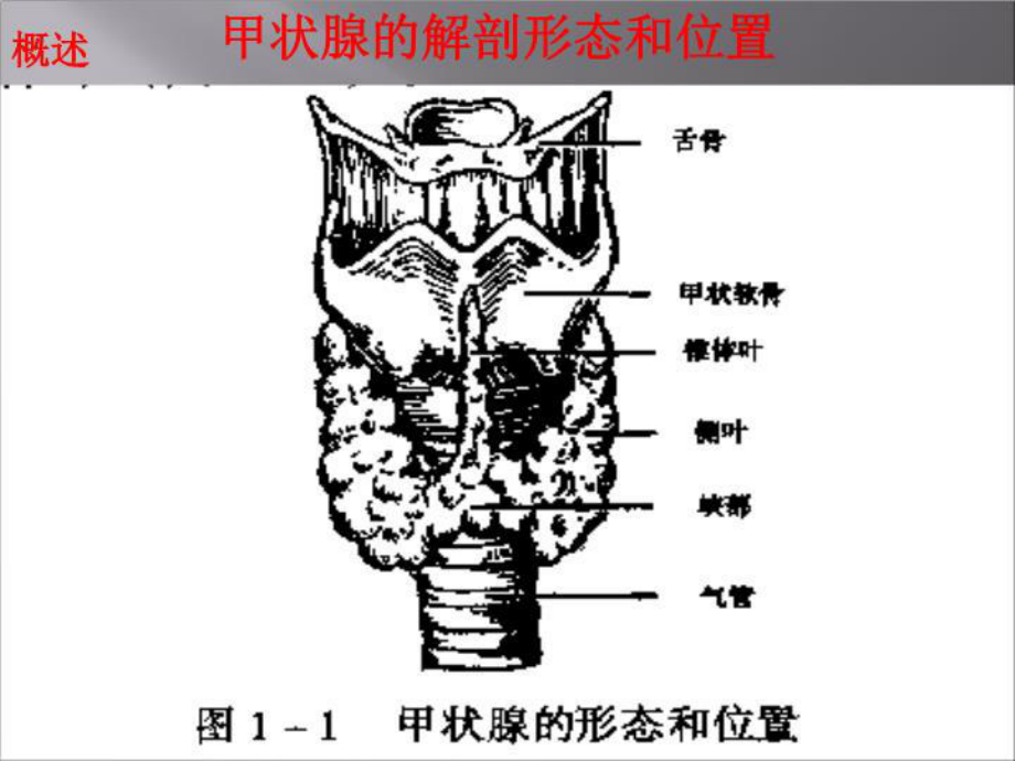 最新甲亢教学课件.ppt_第3页