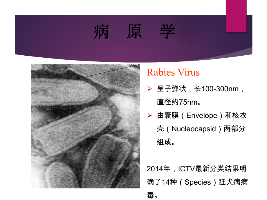 狂犬病暴露预防处置工作规范版课件.pptx_第2页