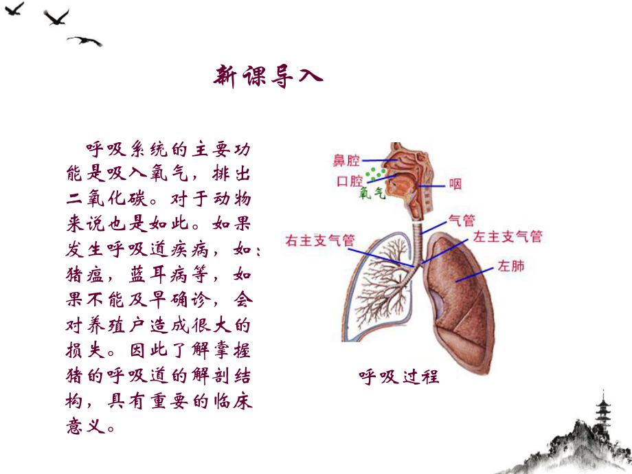 猪的内脏呼吸系统课件.pptx_第2页