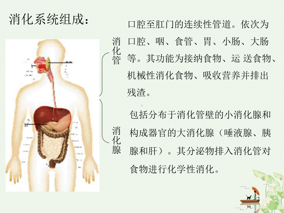 消化系统消化管课件.pptx_第2页