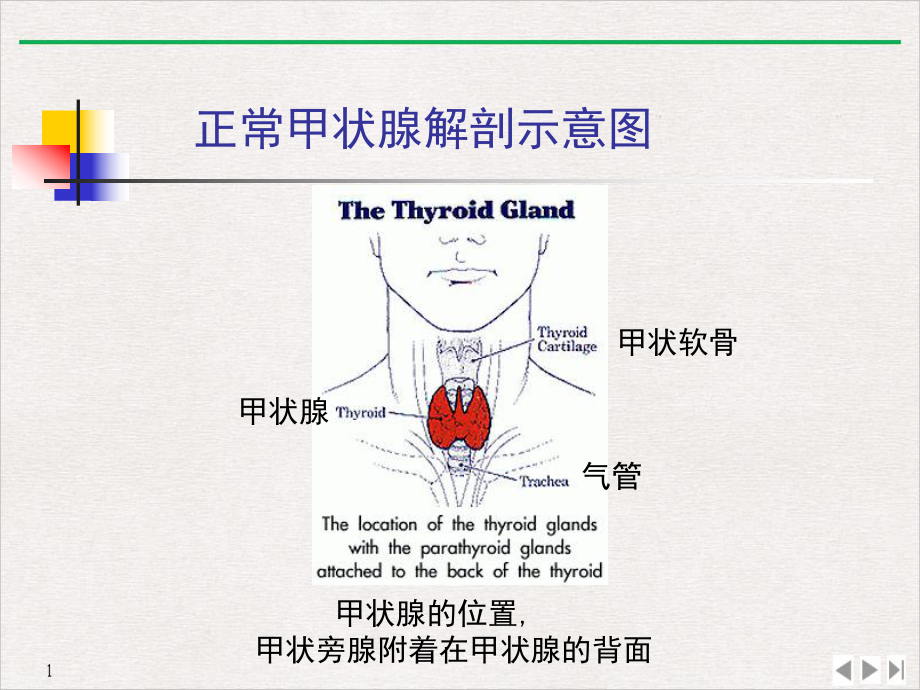 甲亢的特殊表现及处理标准课件.pptx_第1页