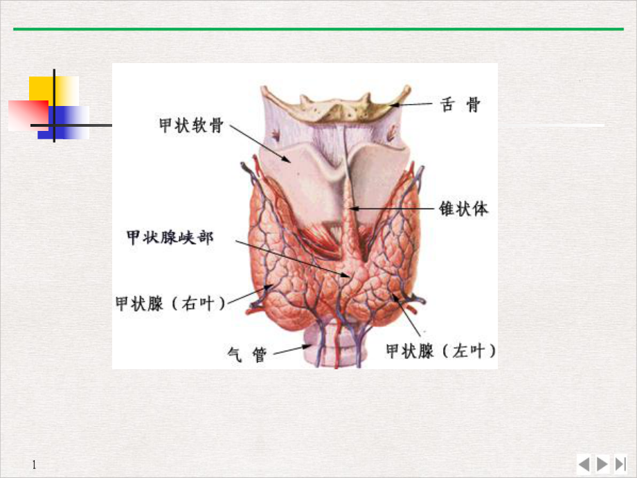 甲亢的特殊表现及处理标准课件.pptx_第3页