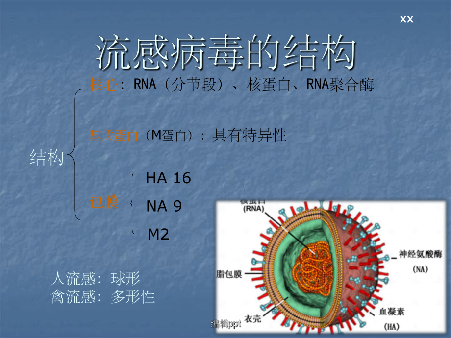 流感病毒科普课件.pptx_第3页