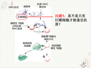 特异性免疫骨干教师课件.pptx