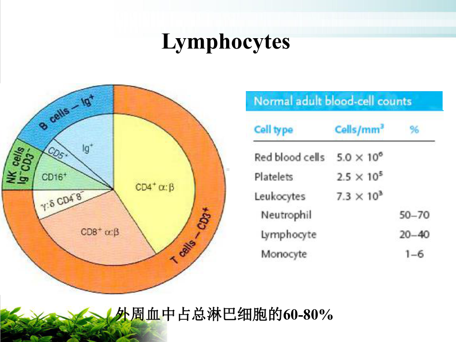 淋巴细胞及其亚群检测的临床意义课件.ppt_第3页