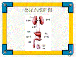 泌尿系统疾病诊治课件.pptx