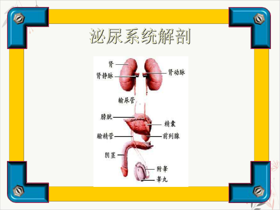 泌尿系统疾病诊治课件.pptx_第1页