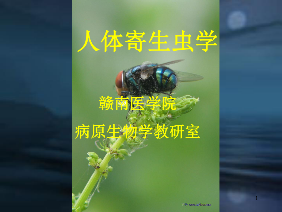 本科寄生虫总论课件.ppt_第1页