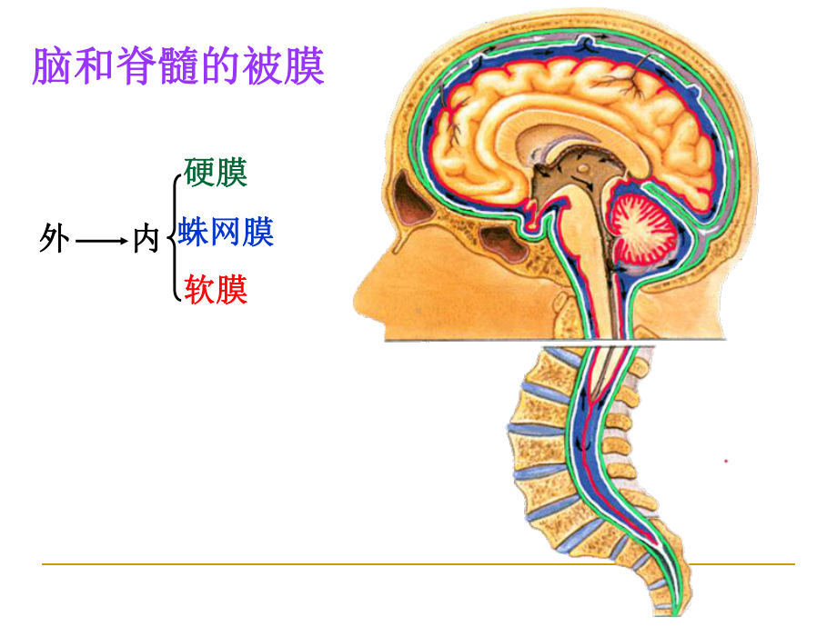 最新17脑膜脑血管课件.ppt_第2页