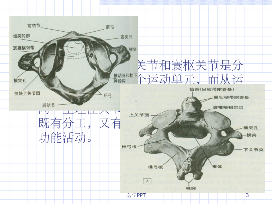 枕寰枢复合关节疾病推拿治疗课件.ppt_第3页