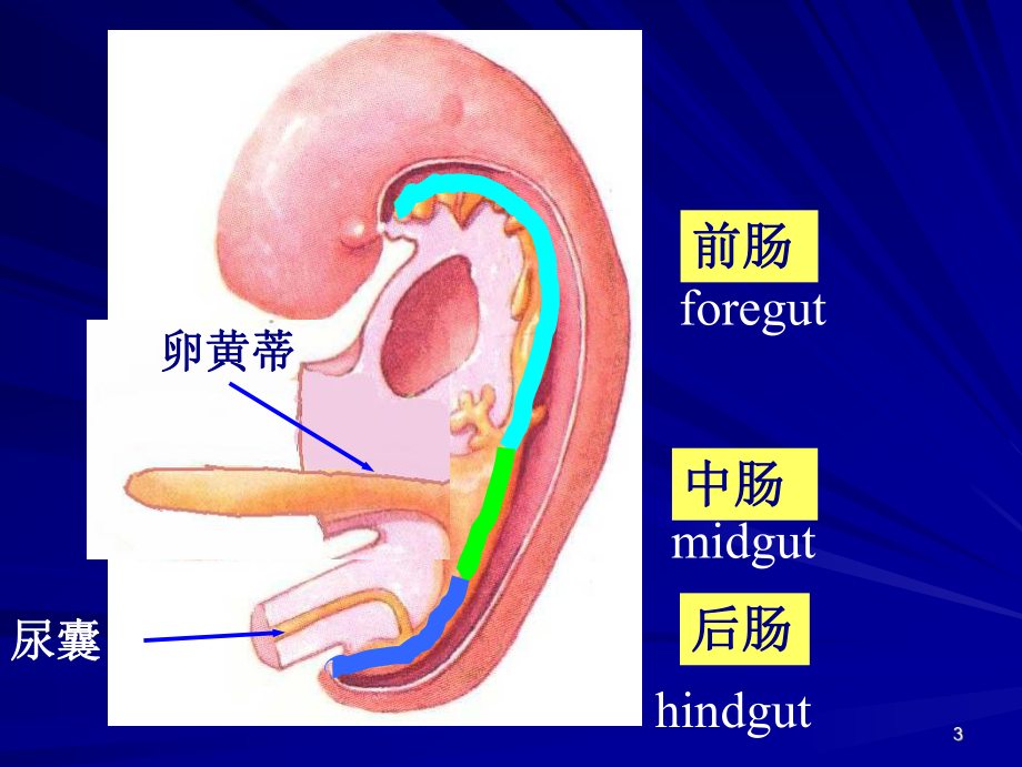 消化系统和呼吸系统的发生-课件.ppt_第3页