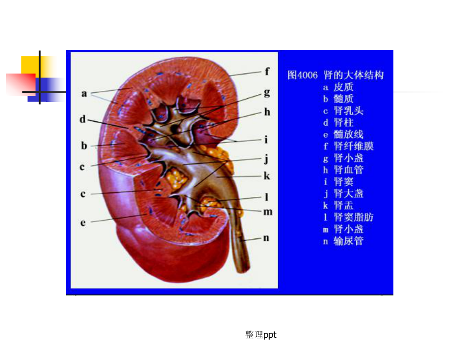 湘南学院病理学肾小球肾炎课件.ppt_第3页