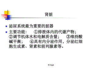 湘南学院病理学肾小球肾炎课件.ppt